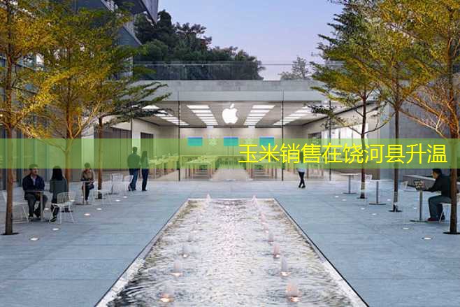 玉米销售在饶河县升温