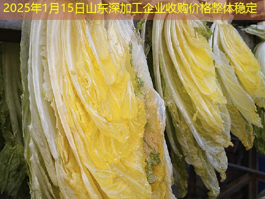 2025年1月15日山东深加工企业收购价格整体稳定