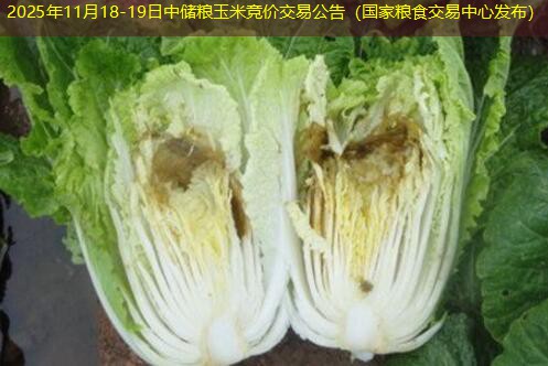 2025年11月18-19日中储粮玉米竞价交易公告（国家粮食交易中心发布）