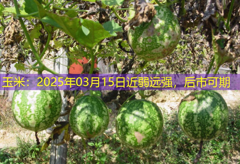 玉米：2025年03月15日近弱远强，后市可期