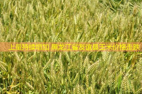 上量持续增加 黑龙江省友谊县玉米价格走跌