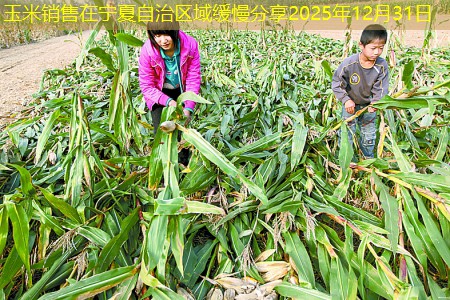 玉米销售在宁夏自治区域缓慢分享2025年12月31日