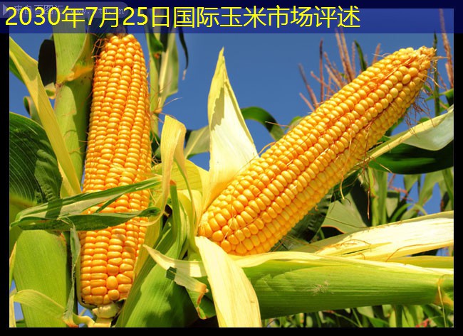 2030年7月25日国际玉米市场评述
