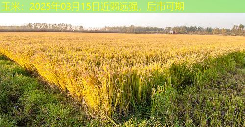 玉米：2025年03月15日近弱远强，后市可期