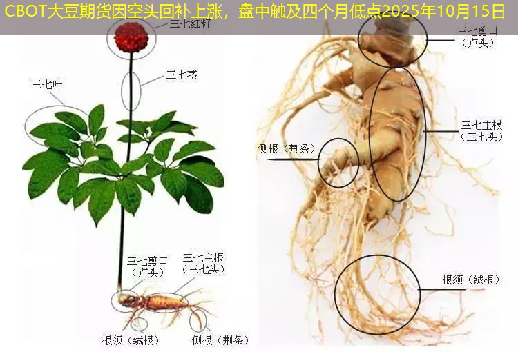 CBOT大豆期货因空头回补上涨，盘中触及四个月低点2025年10月15日