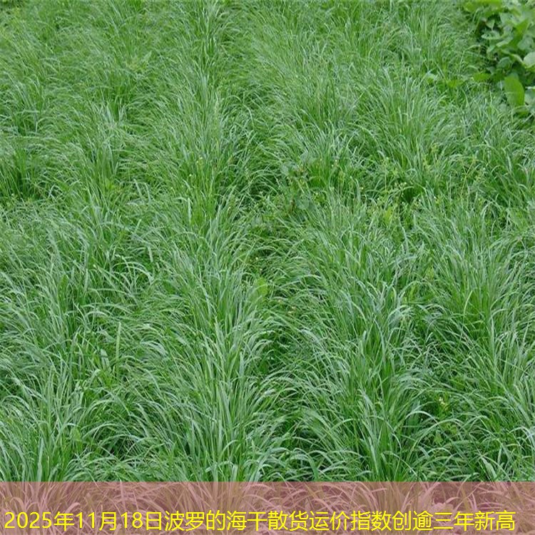 2025年11月18日波罗的海干散货运价指数创逾三年新高