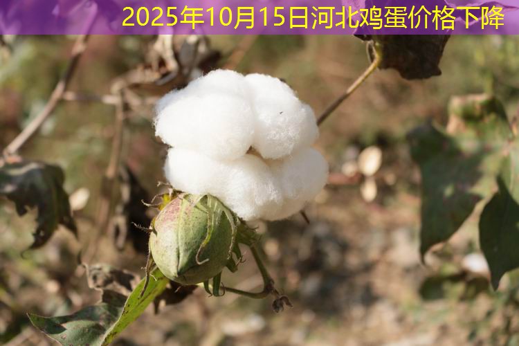 2025年10月15日河北鸡蛋价格下降