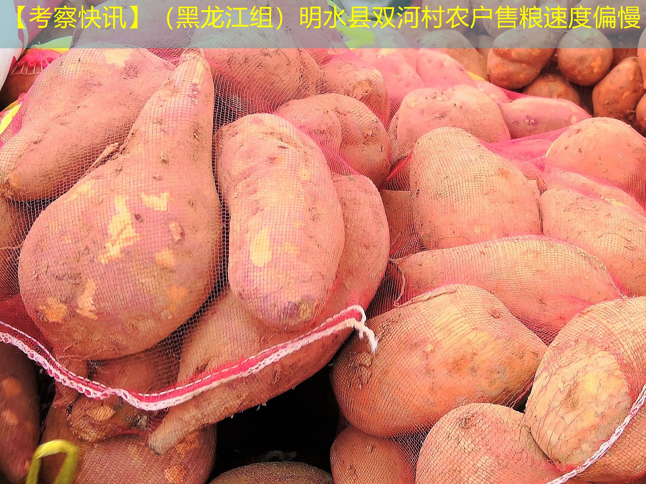 【考察快讯】（黑龙江组）明水县双河村农户售粮速度偏慢