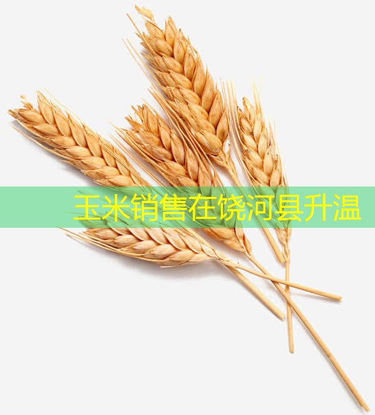 玉米销售在饶河县升温