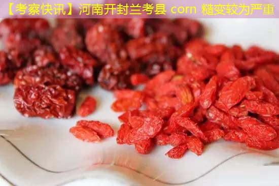 【考察快讯】河南开封兰考县 corn 糙变较为严重