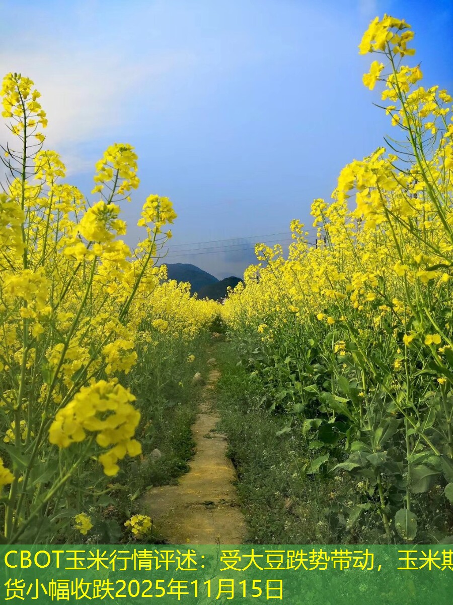 CBOT玉米行情评述：受大豆跌势带动，玉米期货小幅收跌2025年11月15日