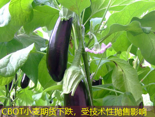 CBOT小麦期货下跌，受技术性抛售影响