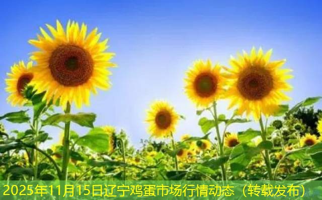 2025年11月15日辽宁鸡蛋市场行情动态（转载发布）