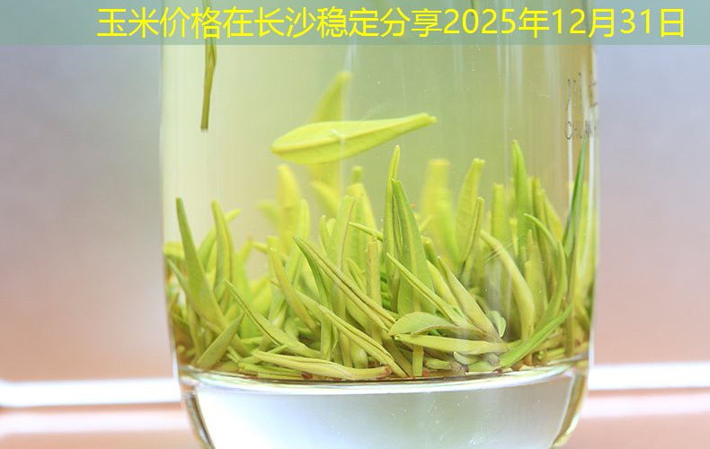 玉米价格在长沙稳定分享2025年12月31日