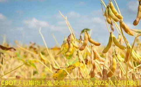 CBOT大豆期货上涨,受助于低位买入2025年12月08日