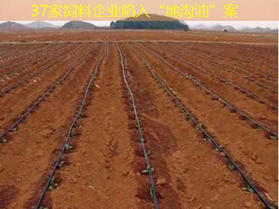 37家饲料企业陷入“地沟油”案