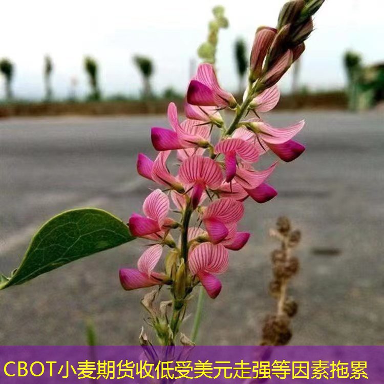 CBOT小麦期货收低受美元走强等因素拖累