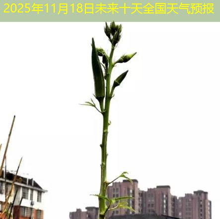 2025年11月18日未来十天全国天气预报