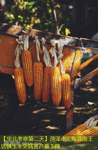 【华北考察第二天】菏泽市定陶县南王店镇玉米受病害产量下降