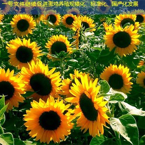 一号文件继续促进蛋鸡养殖规模化、标准化、国产化发展