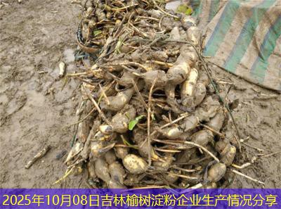 2025年10月08日吉林榆树淀粉企业生产情况分享