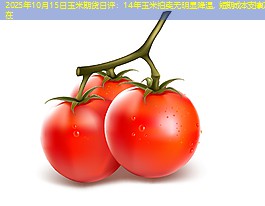 2025年10月15日玉米期货日评：14年玉米拍卖无明显降温，短期成本支撑仍在