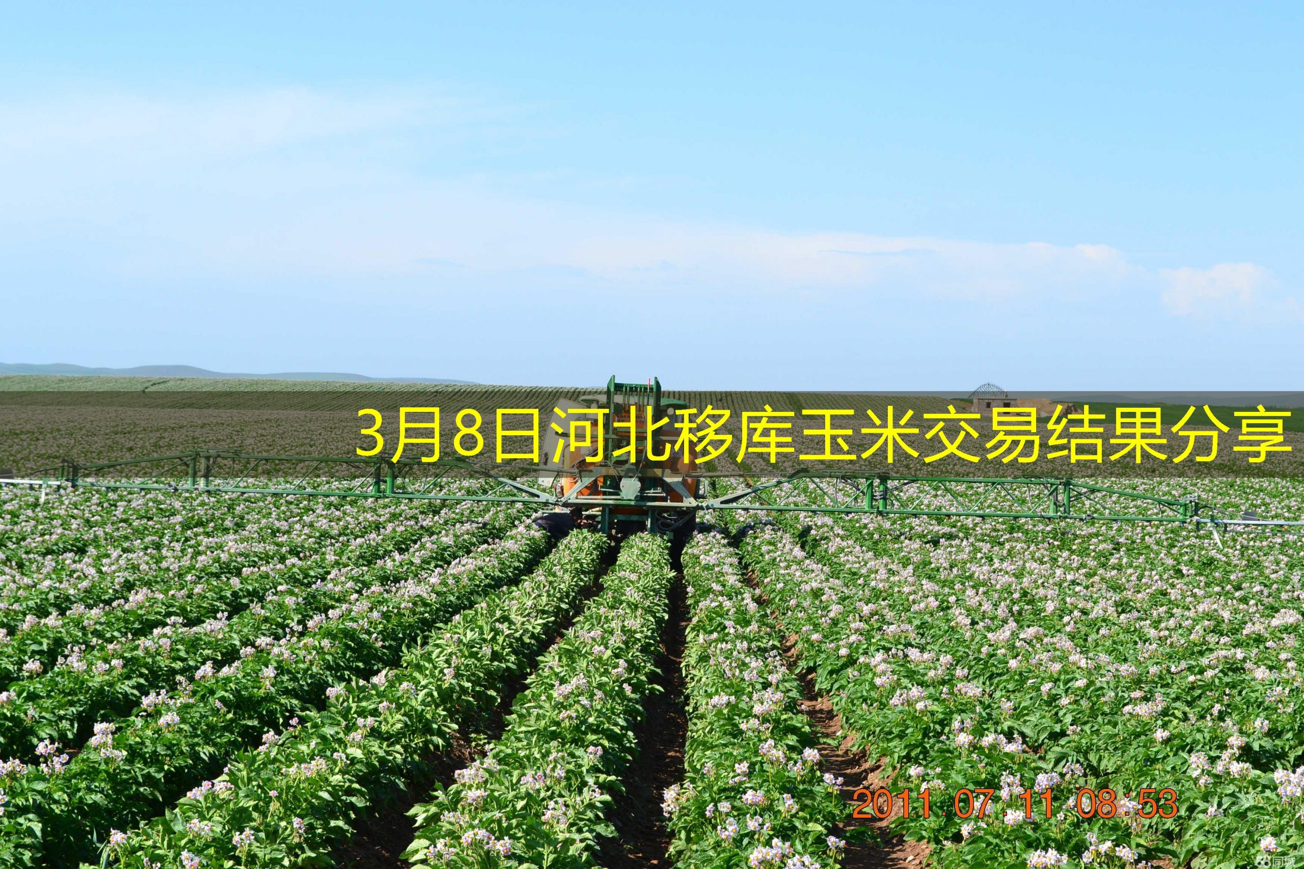 3月8日河北移库玉米交易结果分享