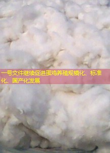 一号文件继续促进蛋鸡养殖规模化、标准化、国产化发展