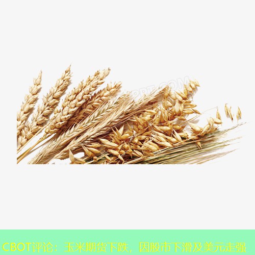 CBOT评论：玉米期货下跌，因股市下滑及美元走强