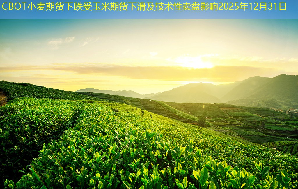 CBOT小麦期货下跌受玉米期货下滑及技术性卖盘影响2025年12月31日