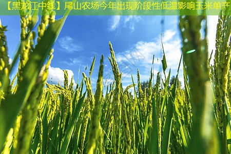 【黑龙江中线】尾山农场今年出现阶段性低温影响玉米单产