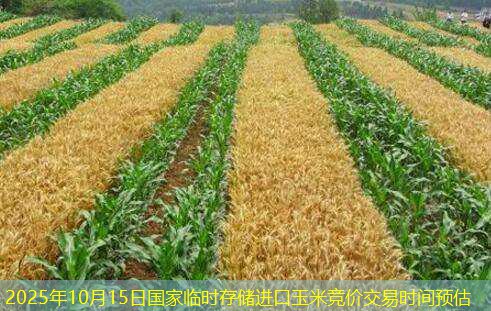2025年10月15日国家临时存储进口玉米竞价交易时间预估