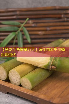 【黑龙江考察第五天】绥化市太平川镇出现倒伏