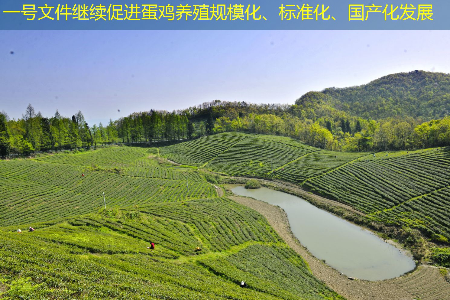 一号文件继续促进蛋鸡养殖规模化、标准化、国产化发展