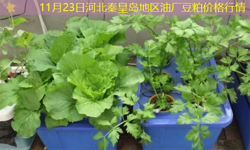 11月23日河北秦皇岛地区油厂豆粕价格行情