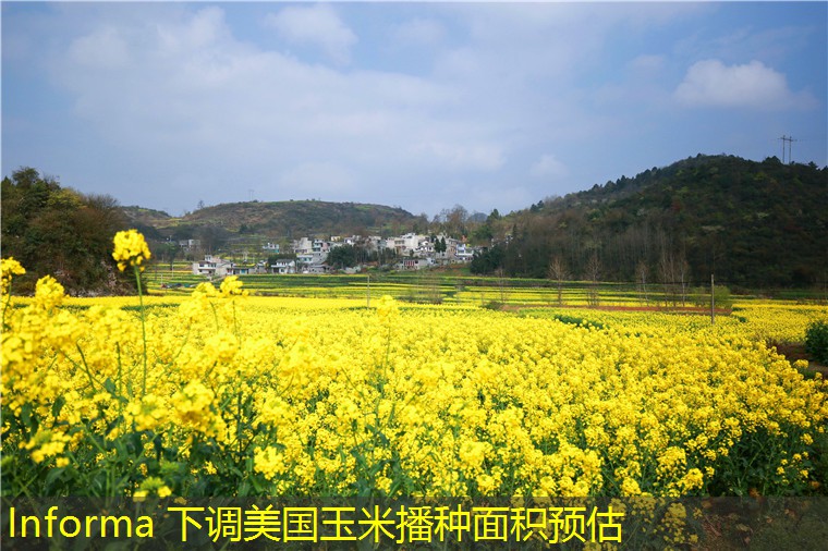 Informa 下调美国玉米播种面积预估