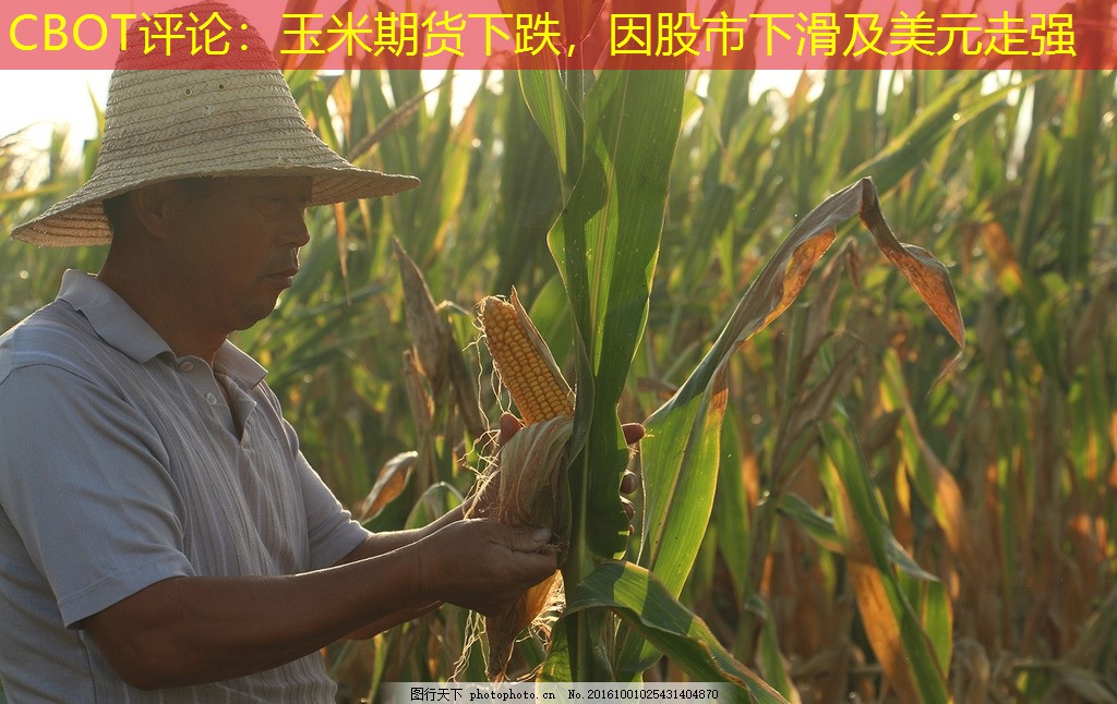 CBOT评论：玉米期货下跌，因股市下滑及美元走强