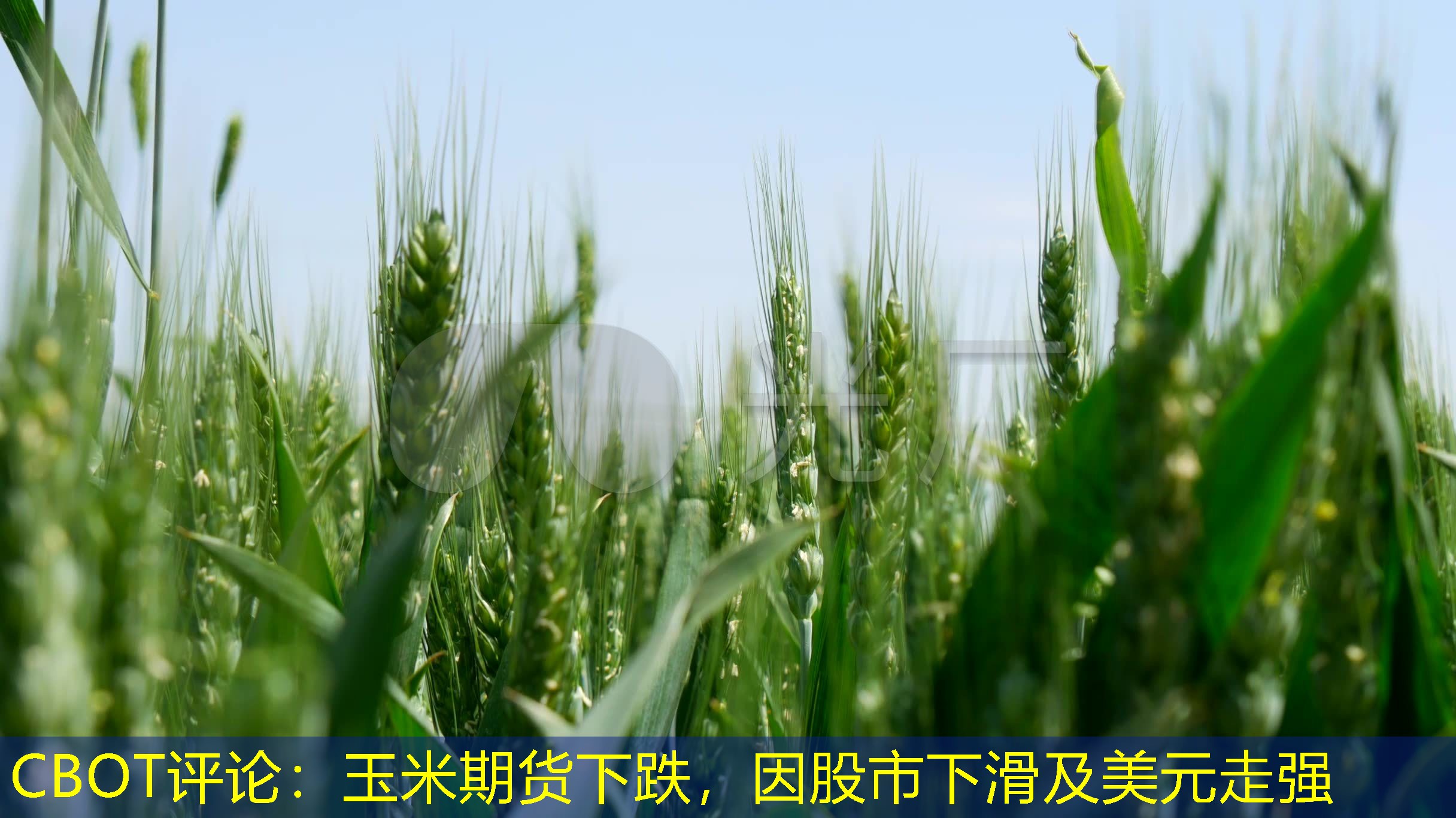 CBOT评论：玉米期货下跌，因股市下滑及美元走强