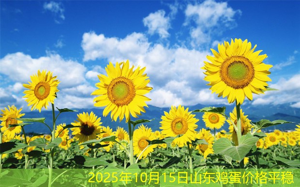 2025年10月15日山东鸡蛋价格平稳