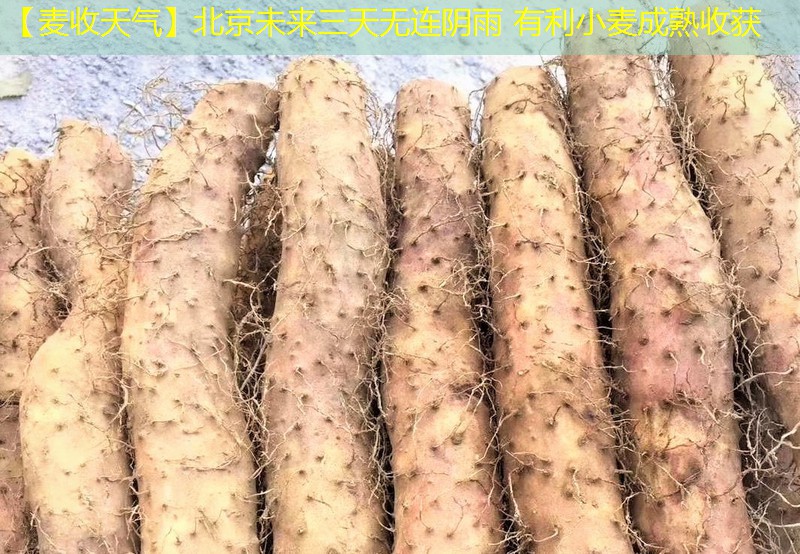 【麦收天气】北京未来三天无连阴雨 有利小麦成熟收获