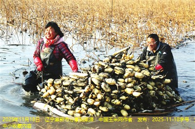 2025年11月18日：辽宁阜新市分享到来源：中国玉米网作者：发布：2025-11-18字号：大中小收藏内容