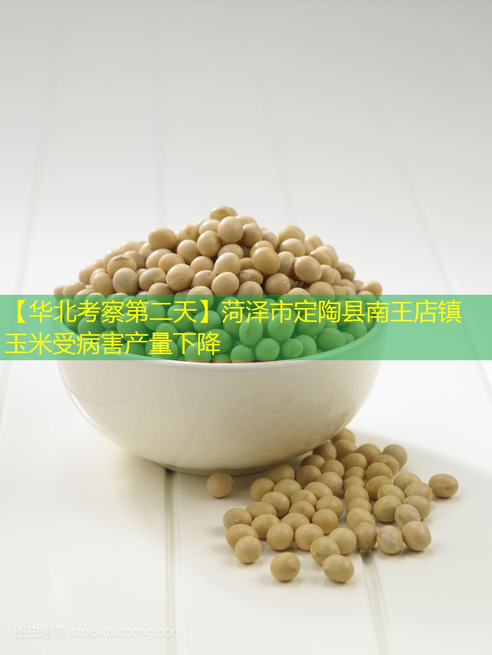 【华北考察第二天】菏泽市定陶县南王店镇玉米受病害产量下降