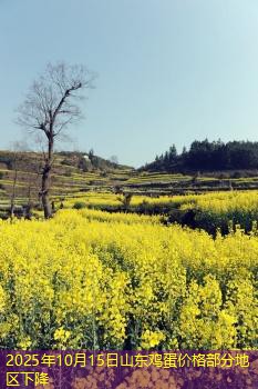 2025年10月15日山东鸡蛋价格部分地区下降