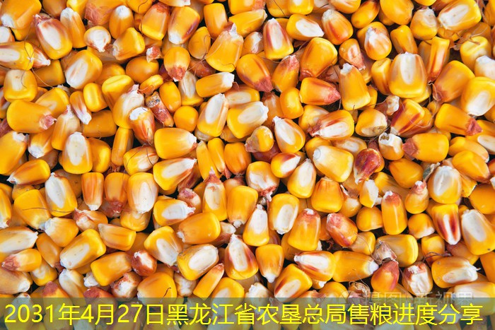 2031年4月27日黑龙江省农垦总局售粮进度分享