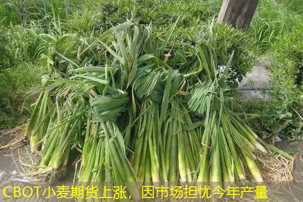 CBOT小麦期货上涨，因市场担忧今年产量