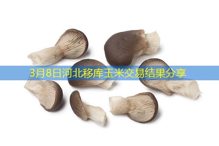 3月8日河北移库玉米交易结果分享